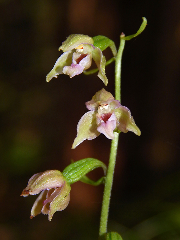 kruštík prehliadaný Epipactis neglecta (Kümpel) Kümpel