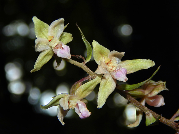 kruštík modrofialový Epipactis purpurata Sm.