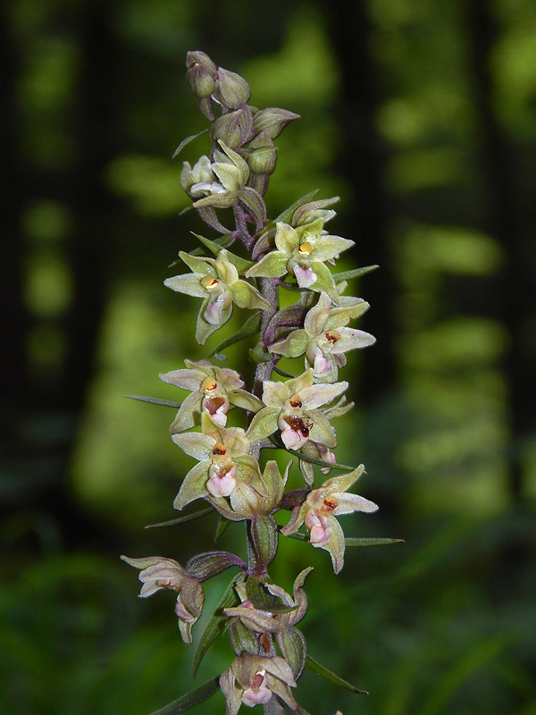 kruštík modrofialový Epipactis purpurata Sm.