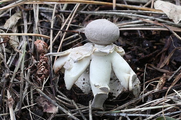 hviezdovka klenbová Geastrum fornicatum (Huds.) Hook.