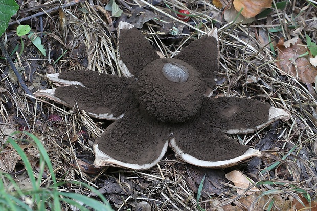 hviezdovka vlasatá Geastrum melanocephalum (Czern.) V.J. Staněk