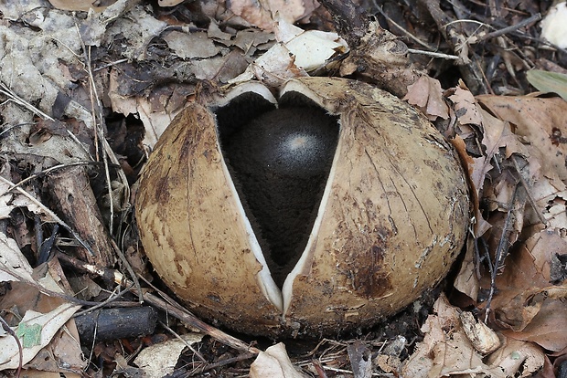 hviezdovka vlasatá Geastrum melanocephalum (Czern.) V.J. Staněk