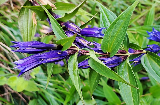 horec luskáčovitý Gentiana asclepiadea L.