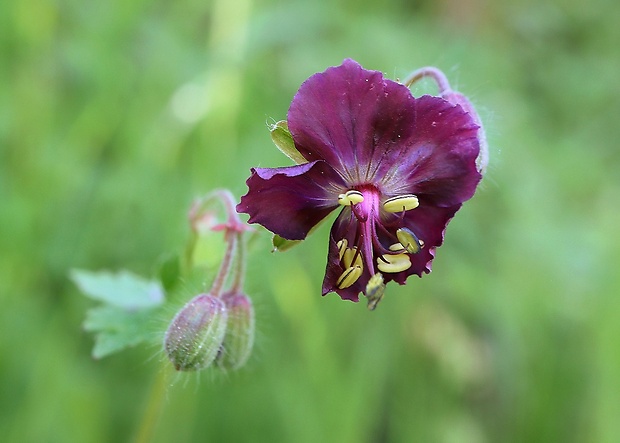 pakost hnedočervený Geranium phaeum L.