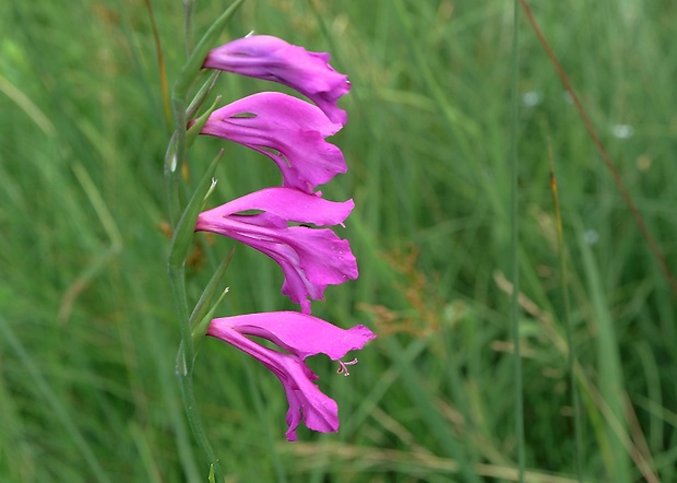 mečík škridlicovitý Gladiolus imbricatus L.