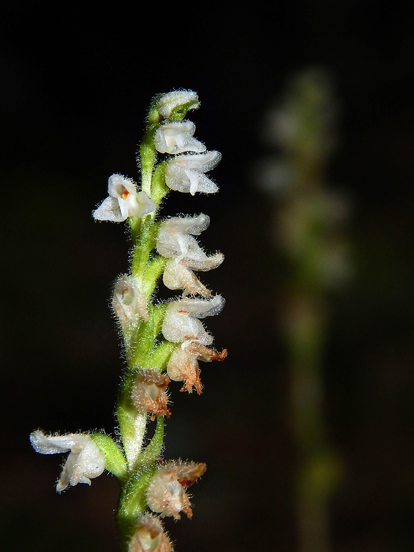 smrečinovec plazivý Goodyera repens (L.) R. Br.