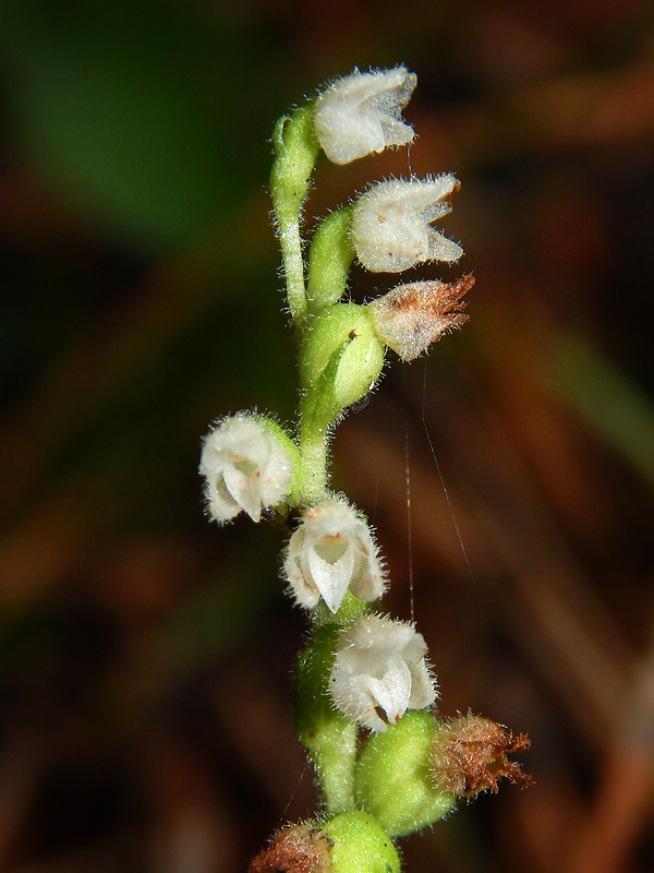 smrečinovec plazivý Goodyera repens (L.) R. Br.