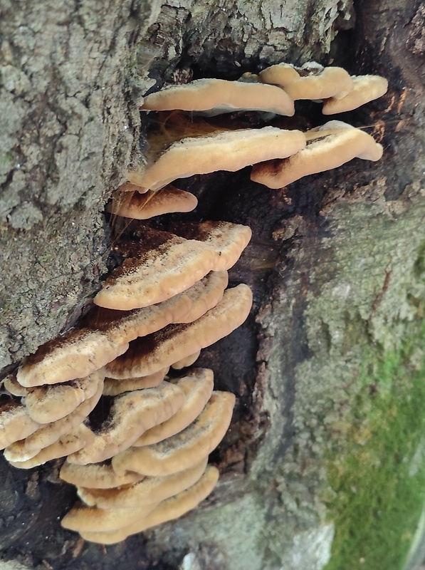 ryšavec bukový? Inonotus nodulosus (Fr.) P. Karst.