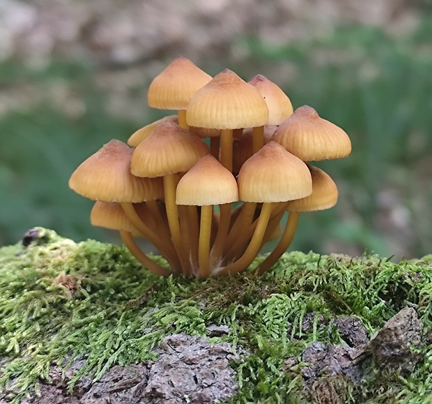 prilbička žltohlúbiková Mycena renati Quél.