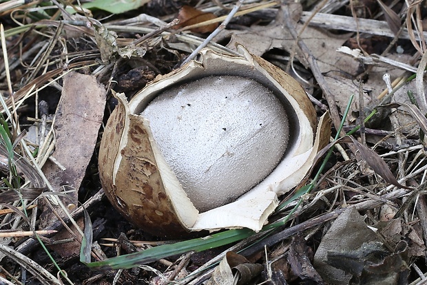 mnohokrčka dierkovaná Myriostoma coliforme (Dicks.) Corda