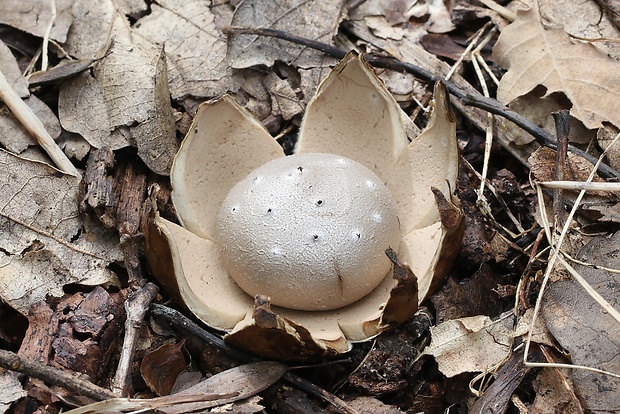 mnohokrčka dierkovaná Myriostoma coliforme (Dicks.) Corda