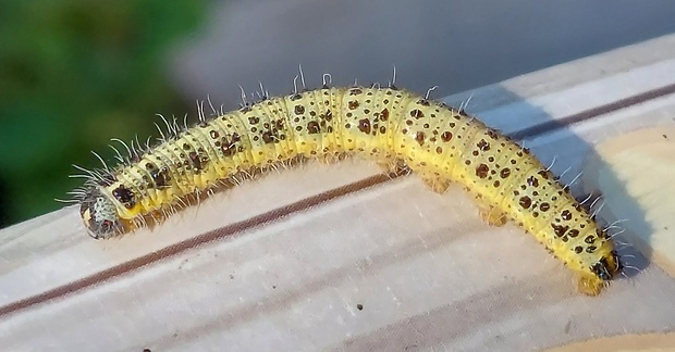 mlynárik kapustový Pieris brassicae