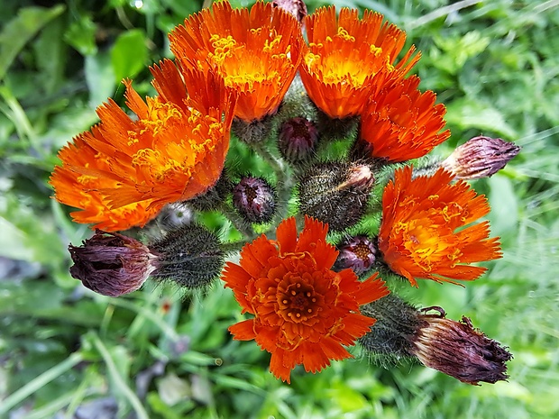 chlpánik oranžový Pilosella aurantiaca (L.) F. W. Schultz et Sch. Bip.