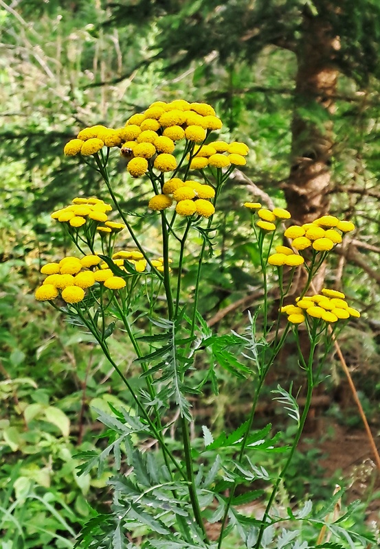 vratič obyčajný Tanacetum vulgare L.