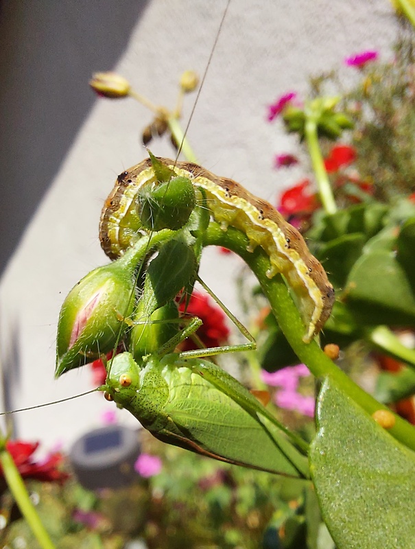 kobylka zelená  Tettigonia viridissima