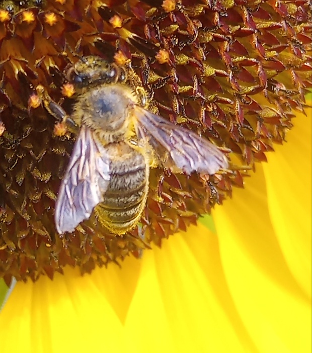 včela medonosná Apis mellifera