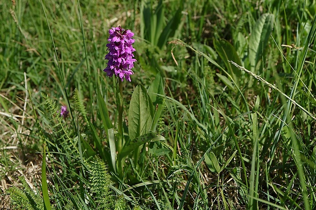 vstavačovec májový pravý Dactylorhiza majalis subsp. majalis (Reincherb.) Hunt & Summerh.