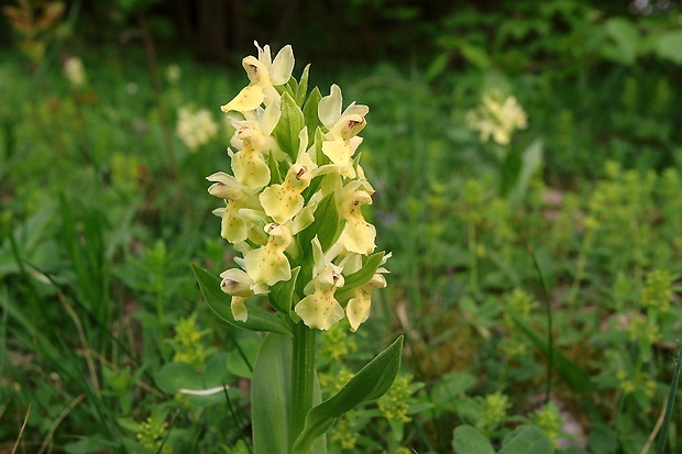 vstavačovec bazový Dactylorhiza sambucina (L.) Soó