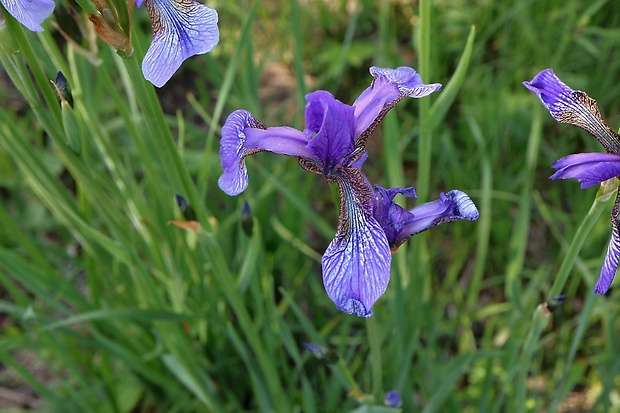 kosatec sibírsky Iris sibirica L.