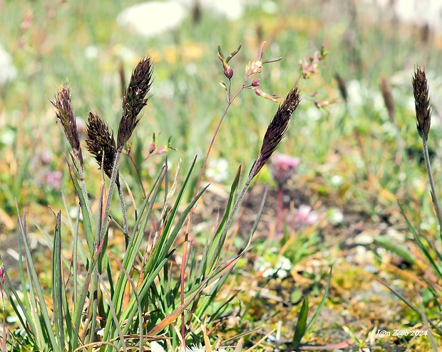 ometlina Koeleria spicata subsp. spicata