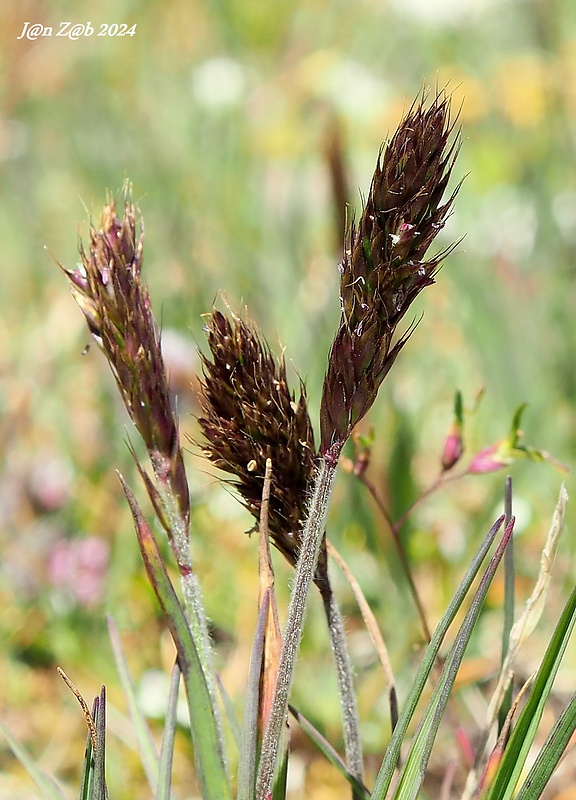 ometlina Koeleria spicata subsp. spicata