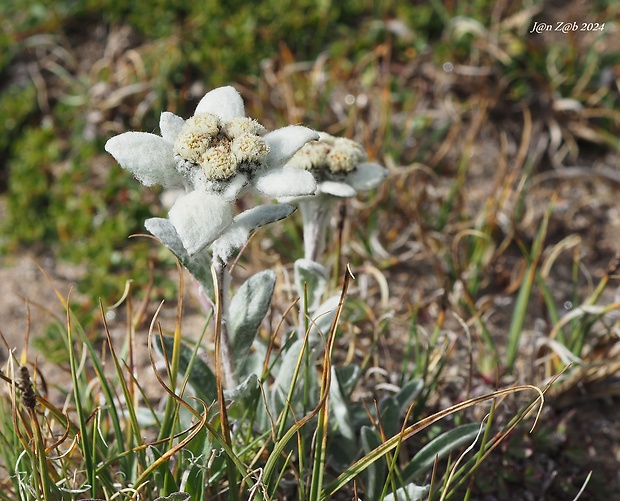 plesnivec alpínsky Leontopodium alpinum Cass.