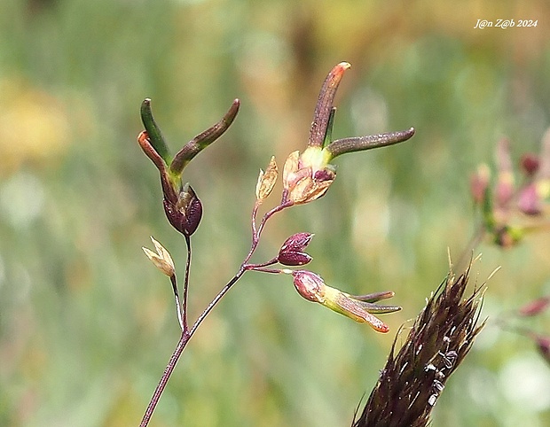 lipnica alpínska Poa alpina L.