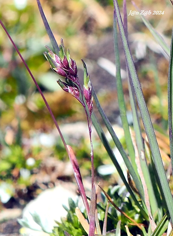 lipnica alpínska Poa alpina L.