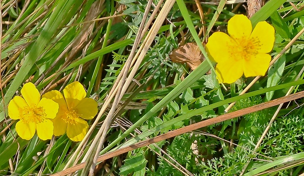 nátržník zlatý Potentilla aurea L.