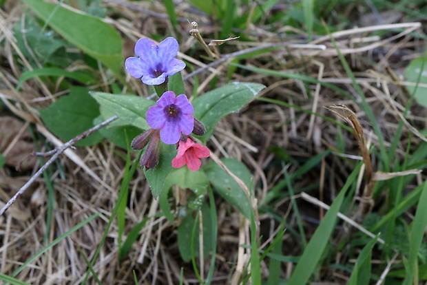 pľúcnik lekársky Pulmonaria officinalis L.