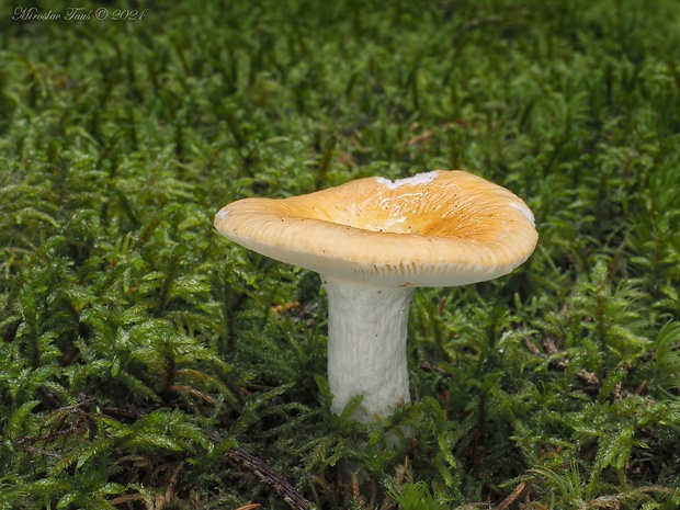 plávka odfarbená Russula decolorans (Fr.) Fr.