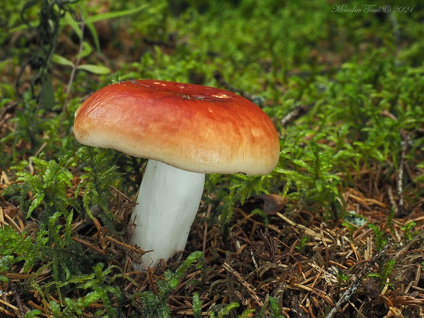 plávka jahodovočervená Russula paludosa Britzelm.