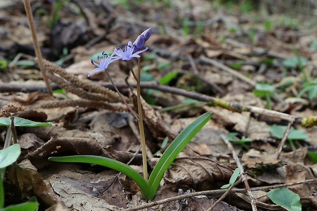 scila dvojlistá Scilla bifolia agg. L.