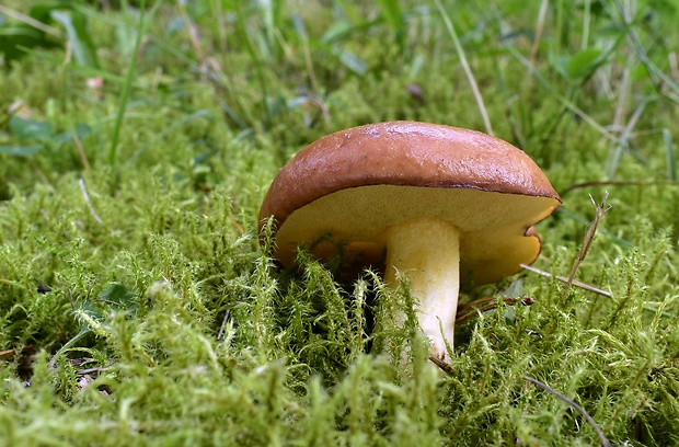 masliak Suillus sp.