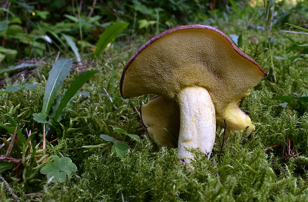 masliak Suillus sp.