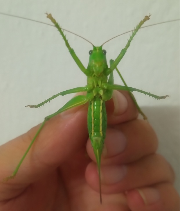 kobylka zelená Tettigonia viridissima