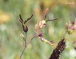 lipnica alpínska