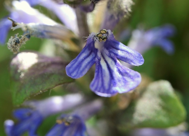 zbehovec plazivý Ajuga reptans L.