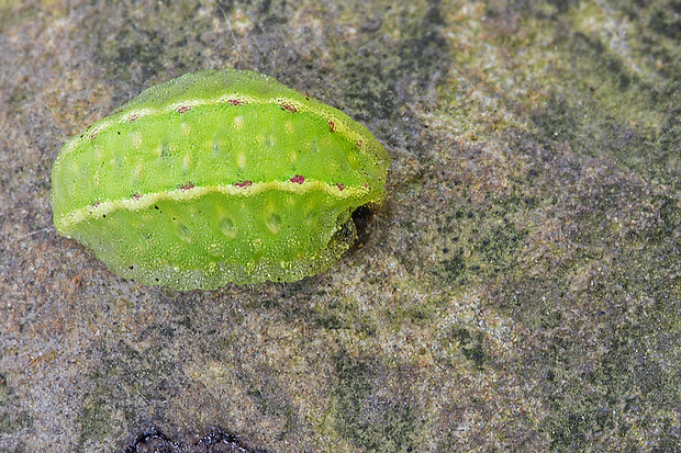 apódia dubová Apoda limacodes