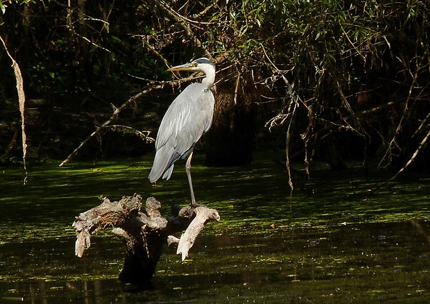 volavka popolava Ardea cinerea