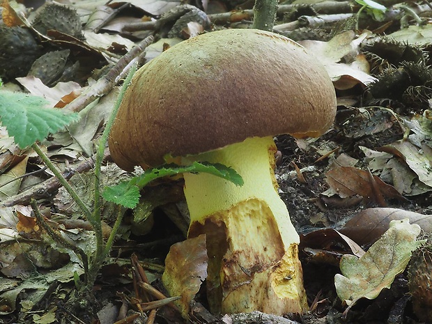 hríb príveskatý Butyriboletus appendiculatus (Schaeff. ex Fr.) Secr.