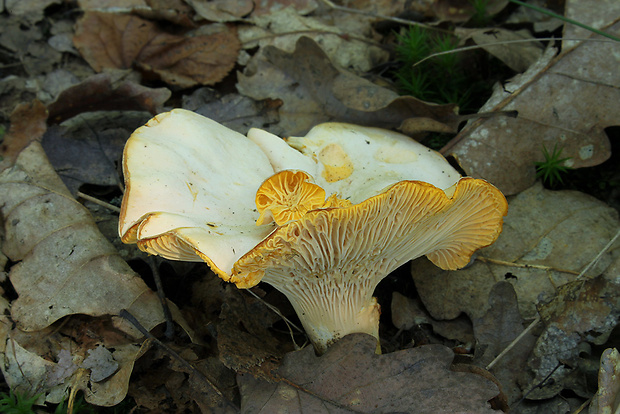 kuriatko bledé Cantharellus pallens Pilát