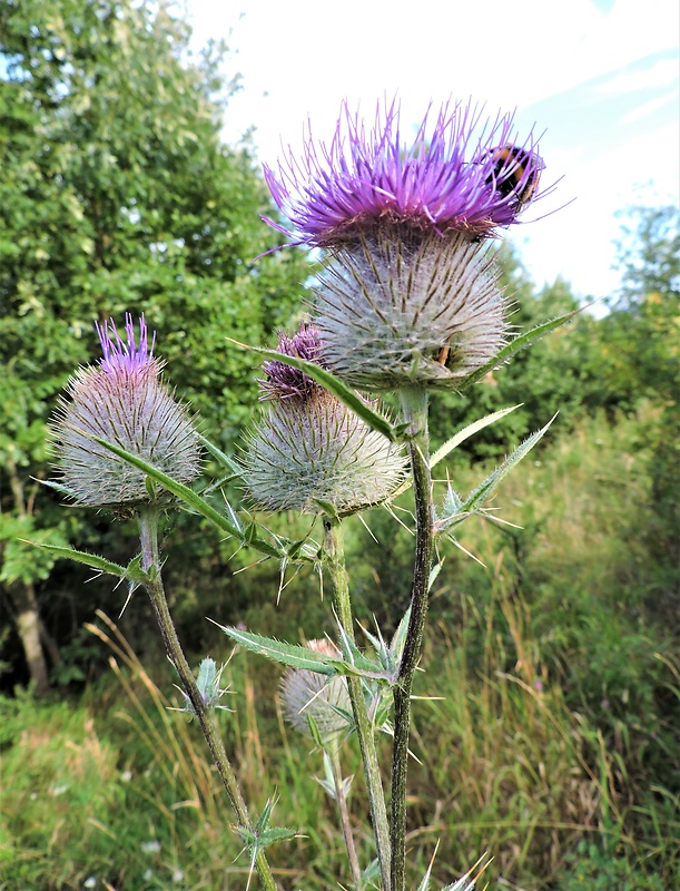 pichliač bielohlavý Cirsium eriophorum (L.) Scop.