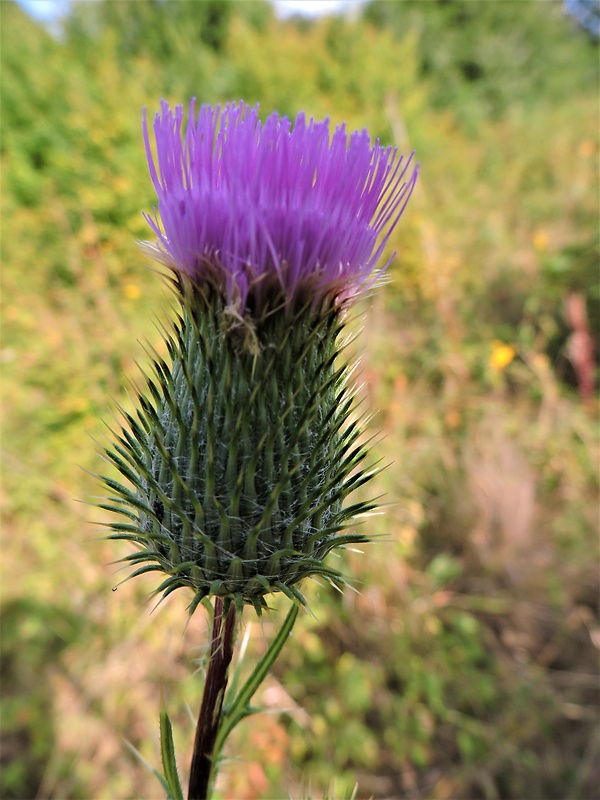 pichliač obyčajný Cirsium vulgare (Savi) Ten.