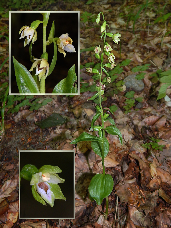 kruštík neskorý Epipactis albensis Nováková & Rydlo