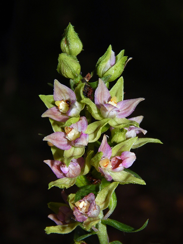 kruštík širokolistý pravý Epipactis helleborine subsp. helleborine (L.) Crantz