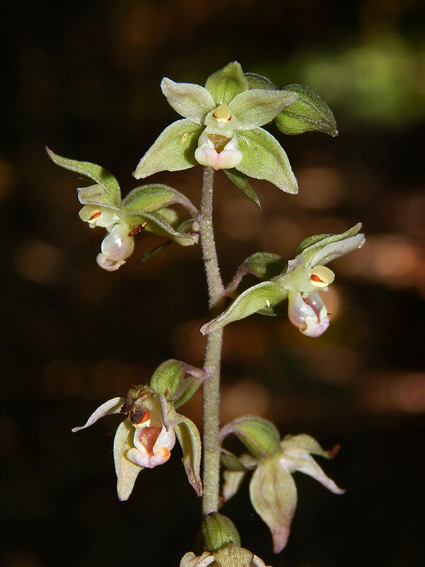 kruštík modrofialový Epipactis purpurata Sm.