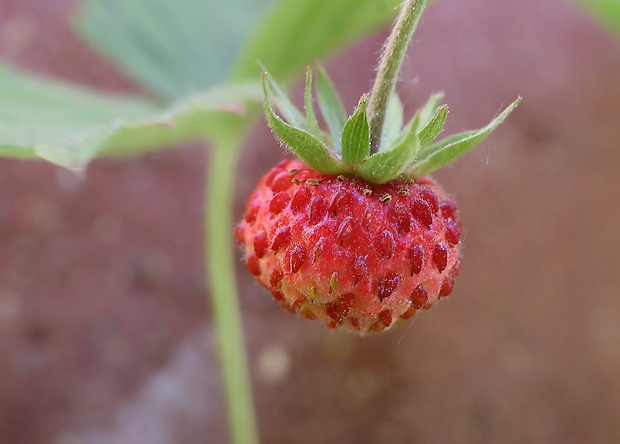 jahoda obyčajná Fragaria vesca L.