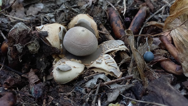 hviezdovka klenbová  Geastrum fornicatum (Huds.) Hook.