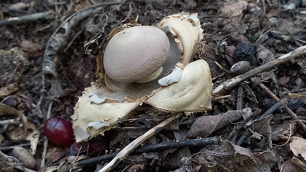 hviezdovka klenbová  Geastrum fornicatum (Huds.) Hook.